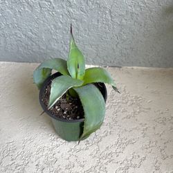 Small Blue Agave Plant 