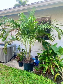 Christmas palm, adonidia merrillii (25g triple)