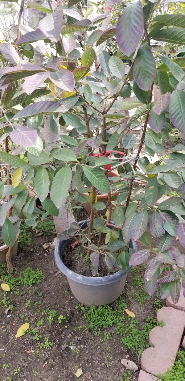 Guava and Pomegranate Trees for Sale in Long Beach, CA