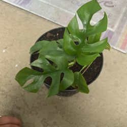 Plants For Sale
