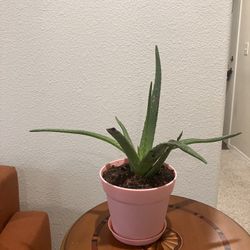 Aloe Vera