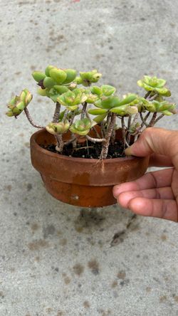 Succulent Plant in Terra Cotta Pot