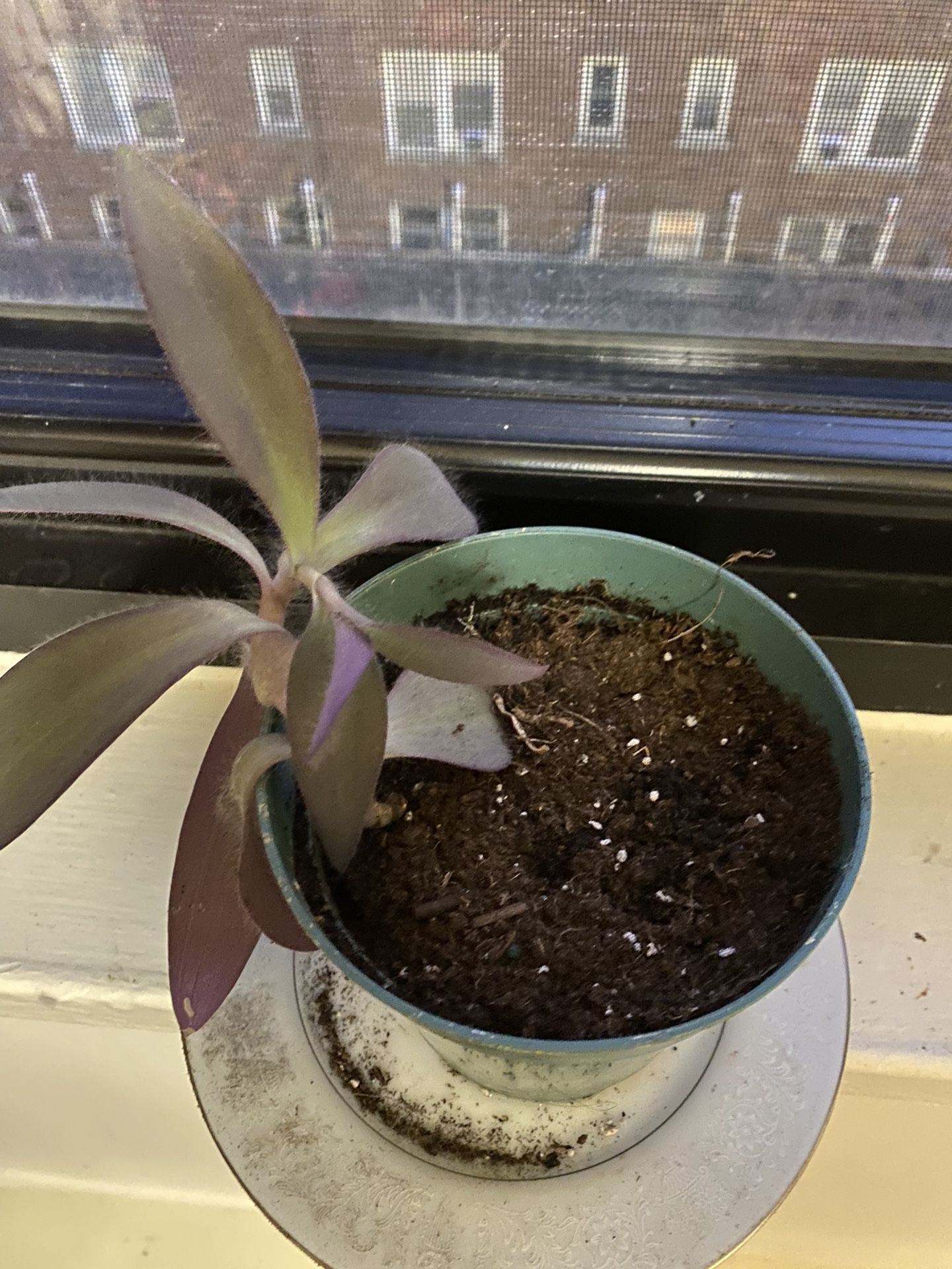 Healthy purple heart plant like new