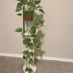 Pothos #10- 3 In 1 Pot- Jessenia, Golden And Jade