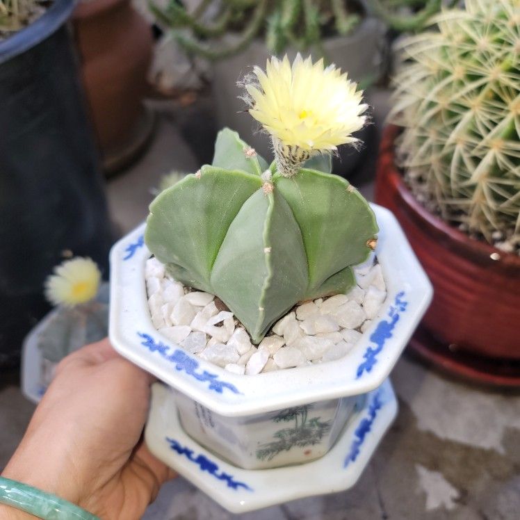 Astrophytum Myriostigma in Asia ceramic planter