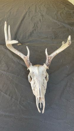 (8) Point stag  $100.00  CASH, TEXT FOR PRICES.