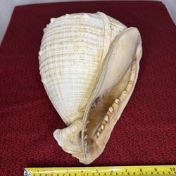 Large Cassis Cornuta (Horned Helmet Shell) – Natural Sea Shell 