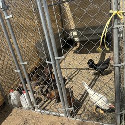 Dog Kennel!!