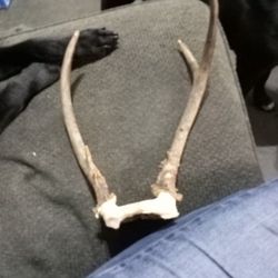 Deer Antlers 