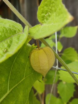Live healthy plant golden berry half gallon
