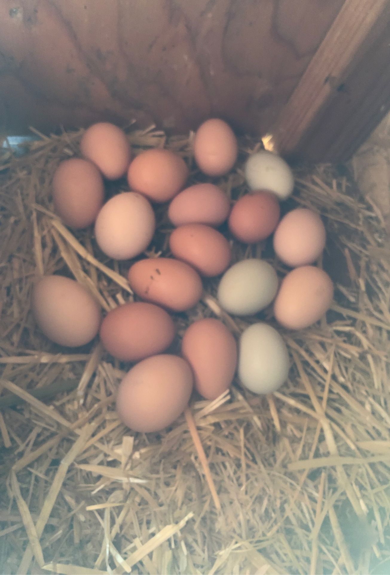 Eggs $5/dozen