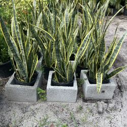 Snake Plants In 3 gls Pot. SPECIAL PRICE 🤩