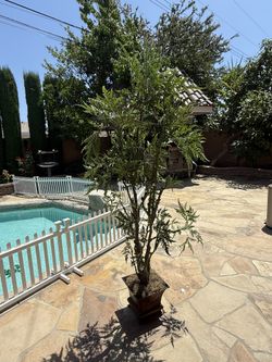 Crate And Barrel Artificial Plant