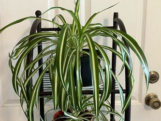 HOUSE  PLANTS 🪴