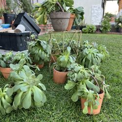 Succulents for sale - Plants