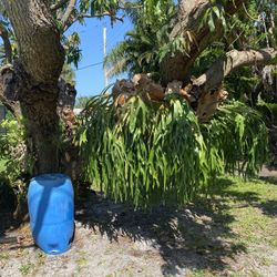 Large Staghorn Fern plant