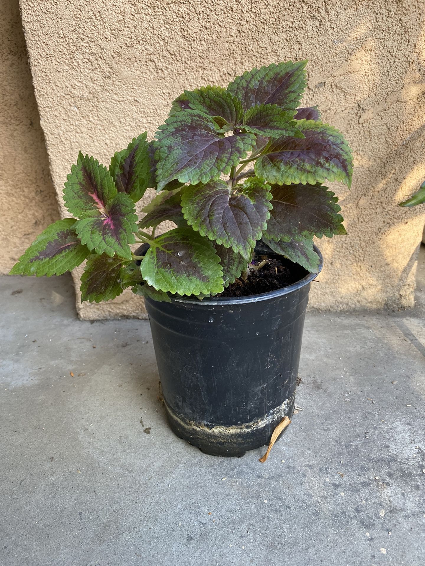 Coleus Plant