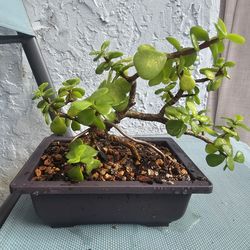 Dwarf Jade Bonsai, Great Plant Gift!