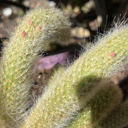 Monkey's Tail Cactus,
