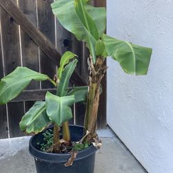 Dwarf Cavendish Banana Tropical Fruit Tree Bananas Multiple Plants in 15 Gallon Pot Thick Trunk