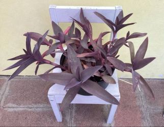 Purple Heart Wandering plants
