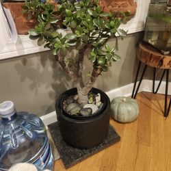 Jade Plant Tree
