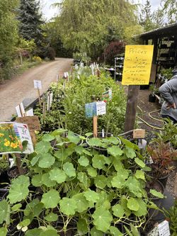 Plant sale. Garage sale. Pokémon Sale