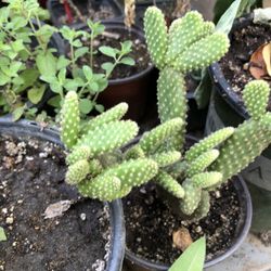 Cactus
