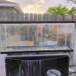 Fish Tank