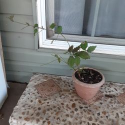 Orange Trumpet Vine 