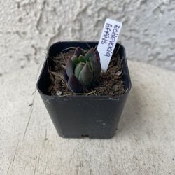 2 Inch Pot Succulent Plant - Echeveria Affins - Black Prince- Rooted & Established - Drought Resistant 🪴 Perfect Baby & Wedding Shower Favors  