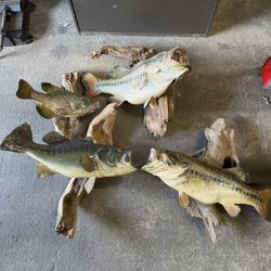 Fish Taxidermy 