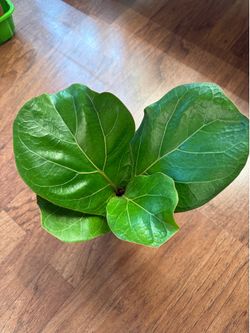 Fiiddle leaf fig plant