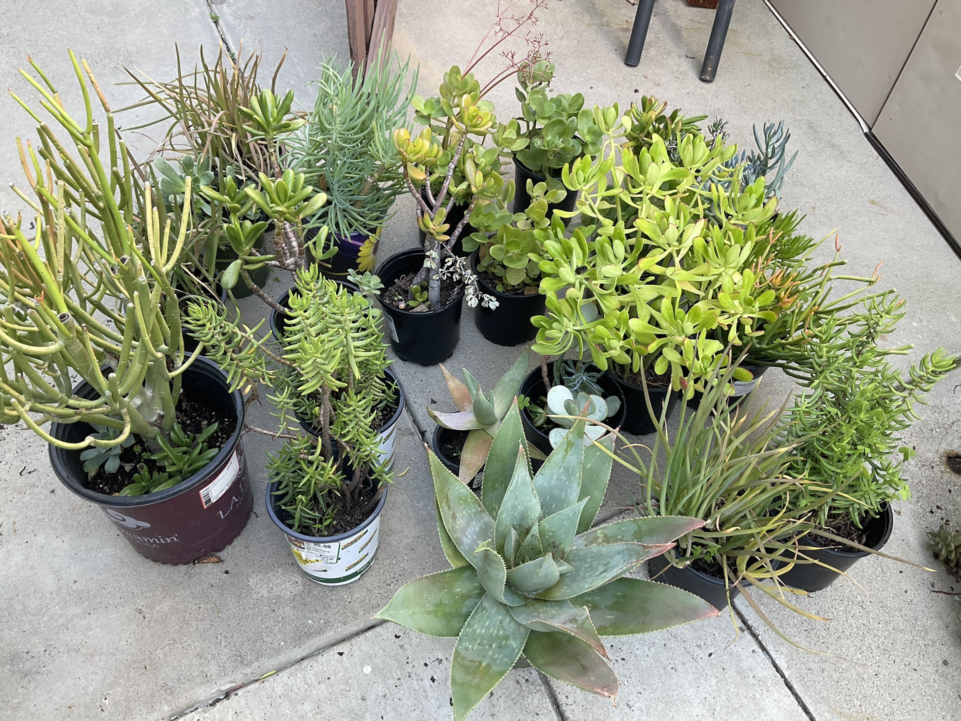 Lot Of Plants