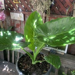 Elephant Ear Big Plant 5 Gallon Container.