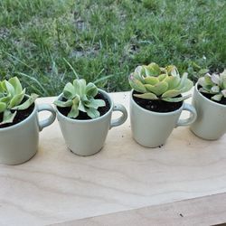 Succulent set