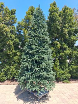 Christmas tree 12 foot