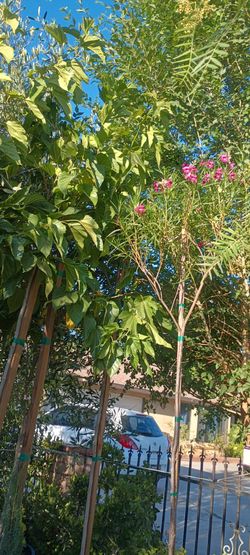 Shade trees 🌳
