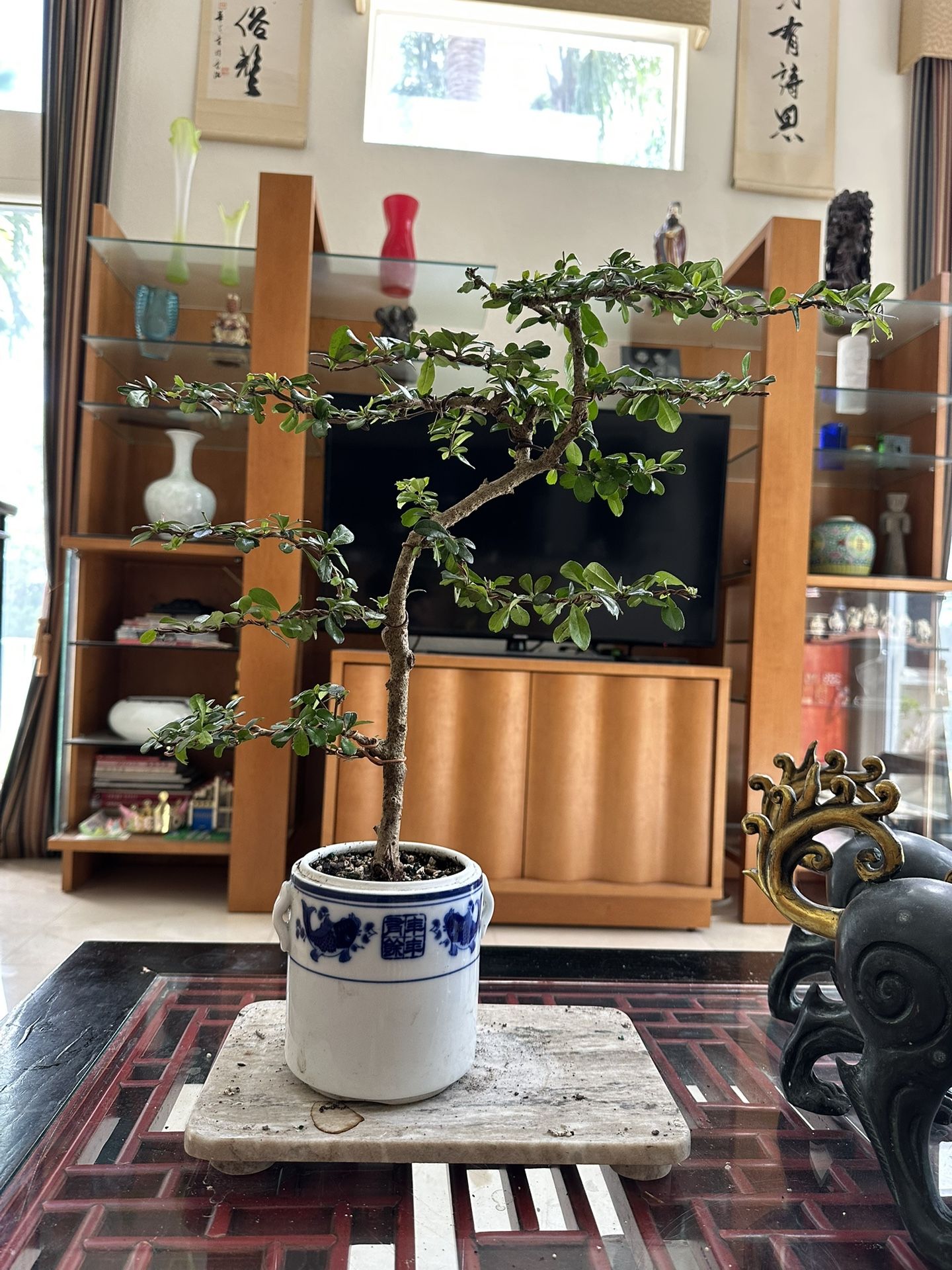 Fukien Tea Bonsai