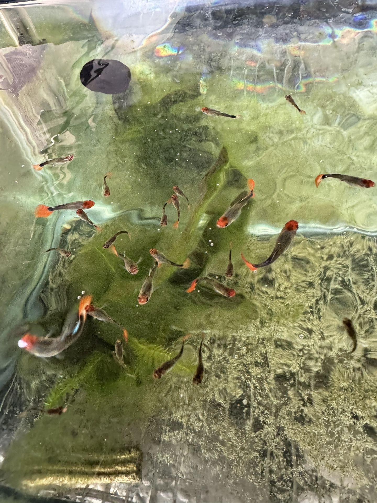 Aquarium Plants