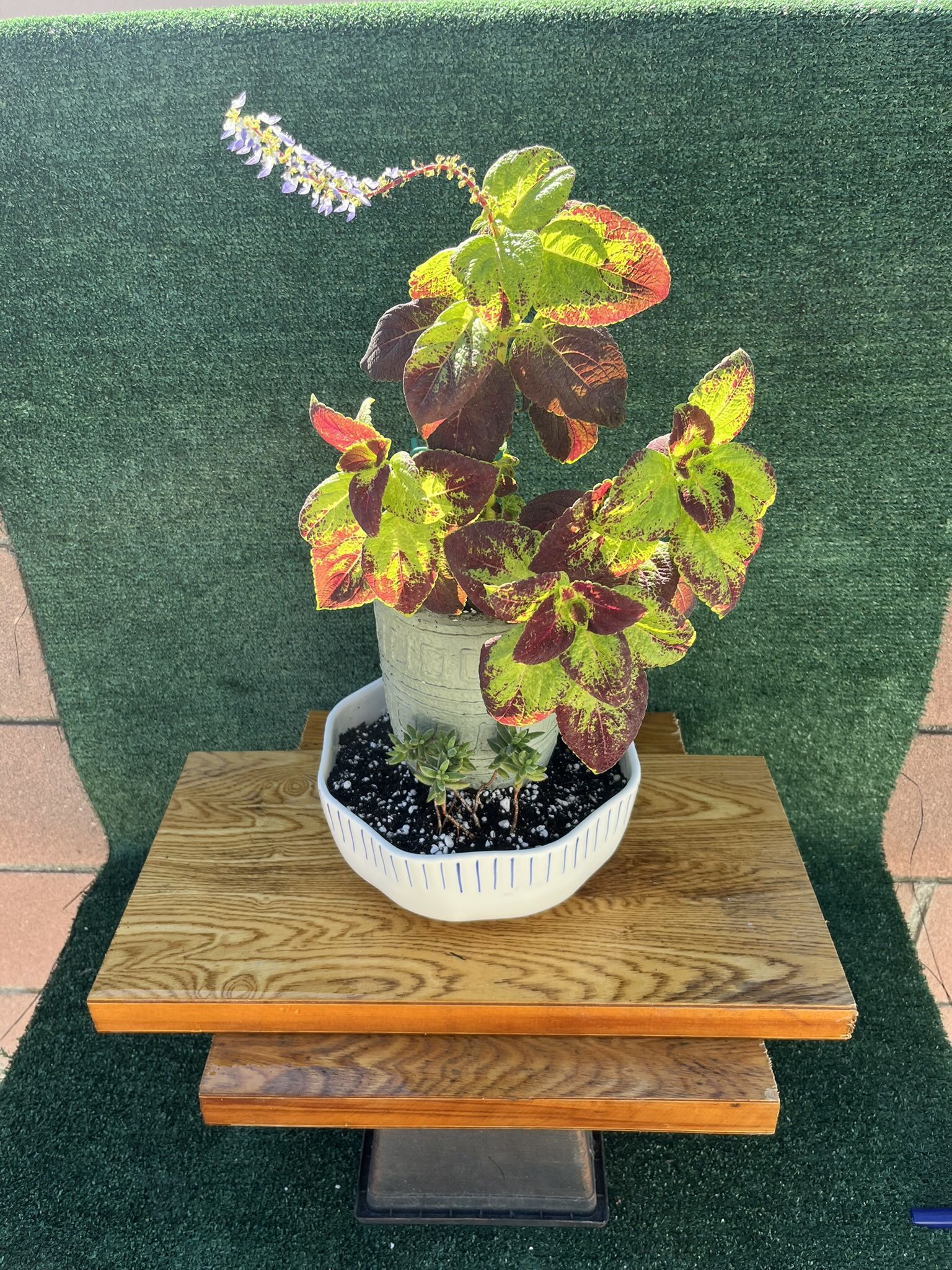 Beautiful Flowering Plant