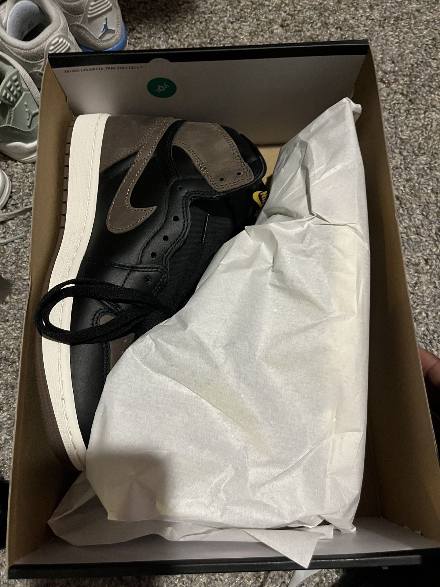 Palomino Jordan 1