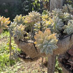 Succulent  plant /planta suculenta