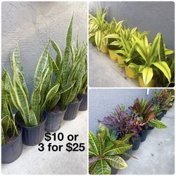 Plants Sale🌿10”pot🌿Crotons,Snake plants & Dracaena Kristi $10 each or 3 for $25🌿