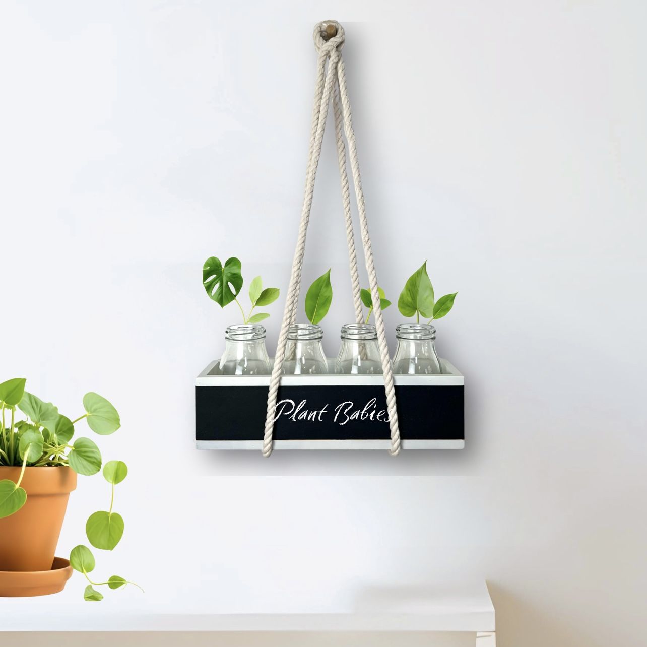 Plant Propagation Station Hanging Kit Home Organizer sand dollar White