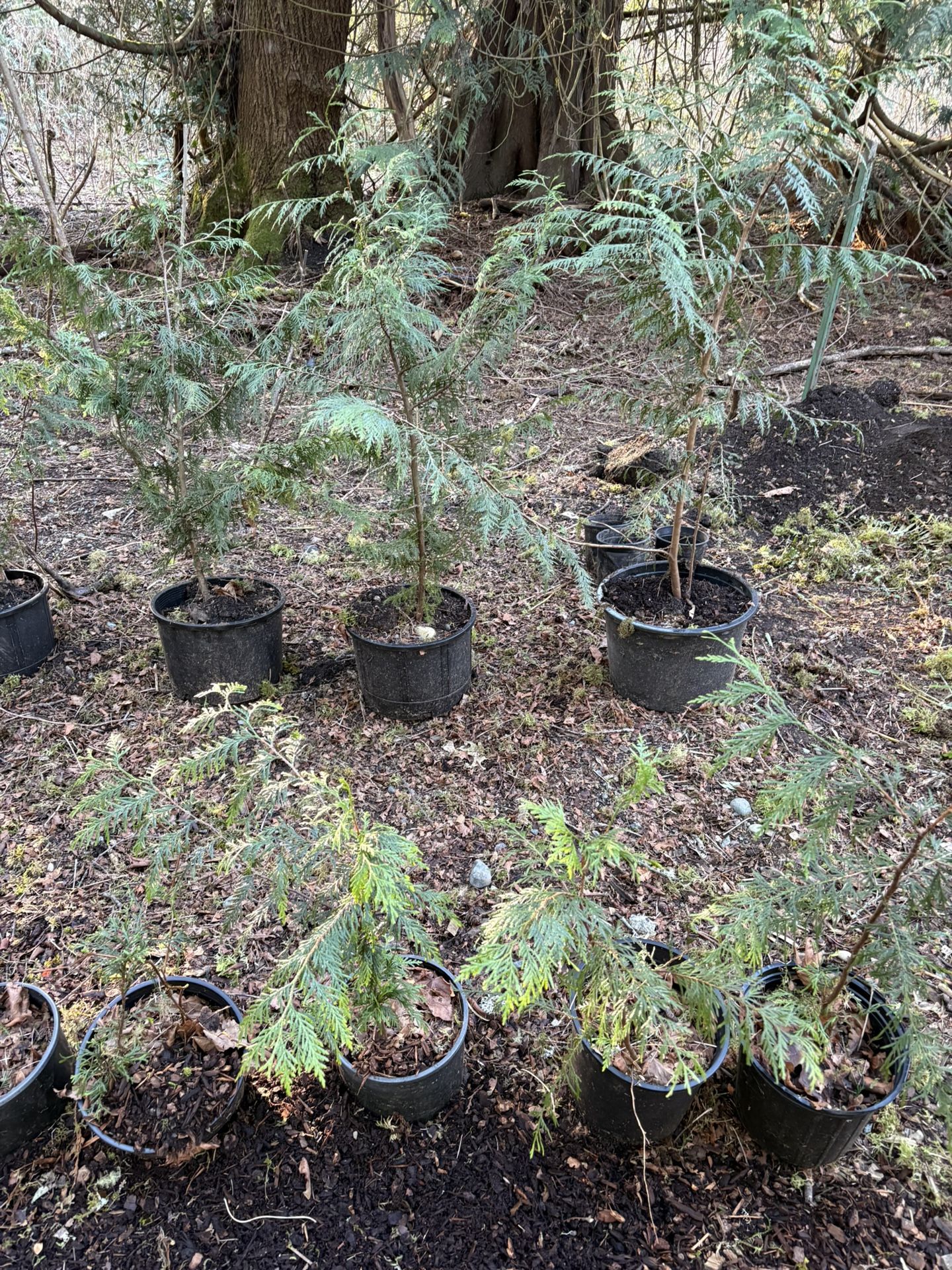 Evergreen Trees , Western Red Cedar, Western Hemlock, Spruce