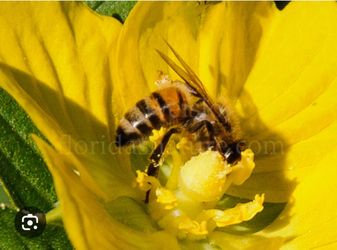 Small healthy beehive