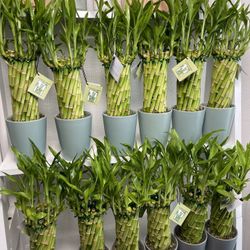 Lucky Bamboo Plants-Bamboo Plants With Ceramic Vase($10 each)