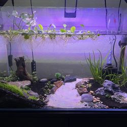 Shrimp Tank