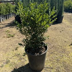 Boxwood 5 Gal
